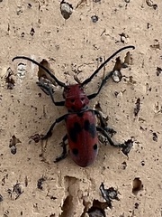 Tetraopes tetrophthalmus