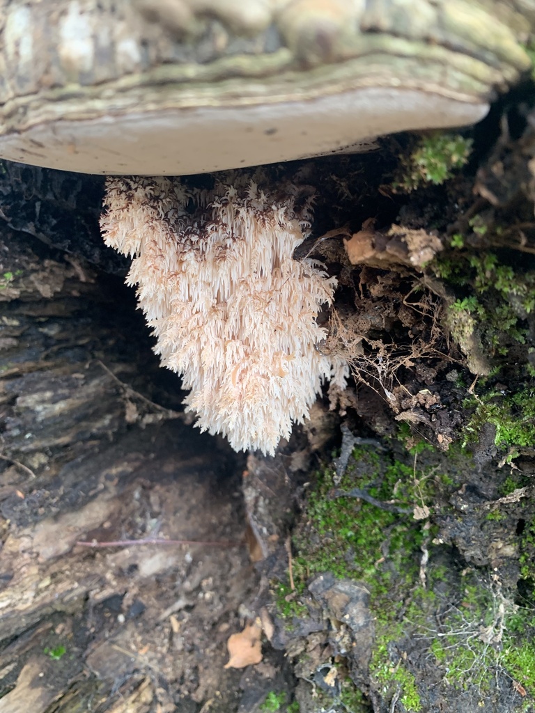 Hericium coralloides · June 2022 · photo: © nitsuga74 (iNaturalist, cc-by)