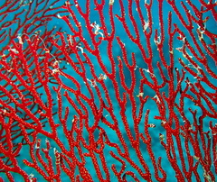 Melithaea