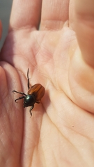Anisoplia austriaca