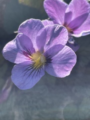 Viola flettii