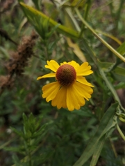 Helenium mexicanum