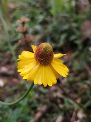 Helenium mexicanum