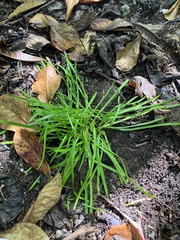 Zephyranthes rosea