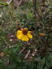 Helenium mexicanum