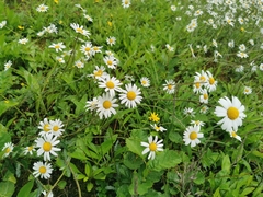 Leucanthemum vulgare