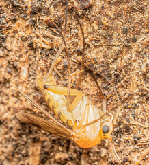 Metopininae