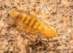 Metopininae
