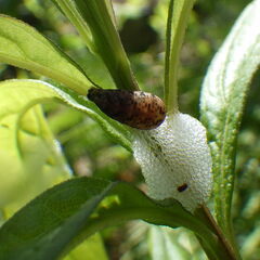 Lapposyrphus
