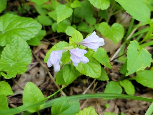 Image of Meehania cordata by (c) Elias, some rights reserved (CC BY)