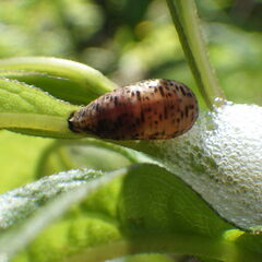 Lapposyrphus
