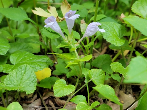 Image of Meehania cordata by (c) Elias, some rights reserved (CC BY)
