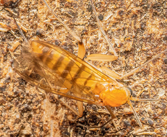 Metopininae