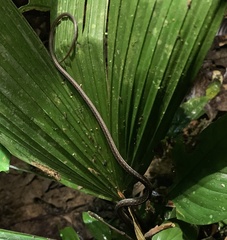 Dendrophidion dendrophis