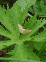 Idaea pallidata