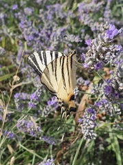 Iphiclides podalirius