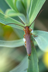 Oberea erythrocephala
