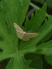 Idaea pallidata