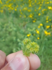 Alchemilla vulgaris