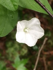 Stylisma humistrata