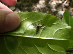 Furia ithacensis