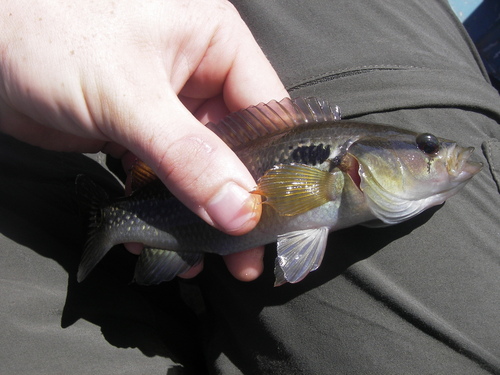 Saxatilia lepidota