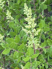 Rhus coriaria