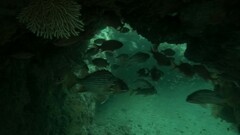 Neoniphon suborbitalis