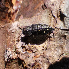 Phaenops fulvoguttata