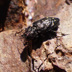 Phaenops fulvoguttata