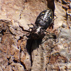 Phaenops fulvoguttata