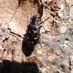 Phaenops fulvoguttata
