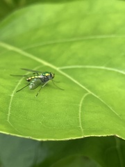 Chrysosoma leucopogon