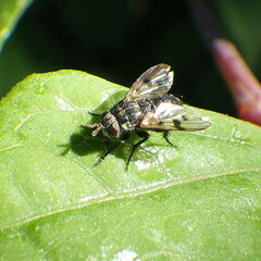 Homalactia harringtoni