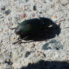 Harpalus
