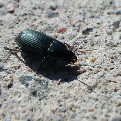 Harpalus