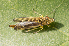 Acrogonia citrina