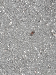 Staphylinus caesareus