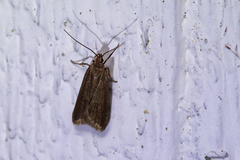 Acompsia cinerella