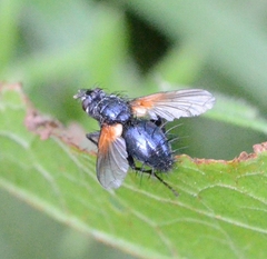 Zophomyia