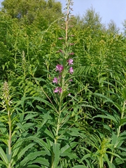 Chamaenerion angustifolium