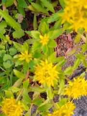 Phedimus kamtschaticus