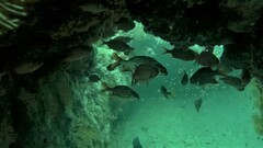 Neoniphon suborbitalis