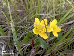 Caltha arctica