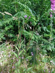 Epilobium montanum