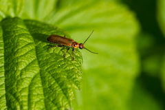 Cantharis figurata