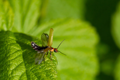 Cantharis figurata