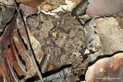 Minervarya keralensis