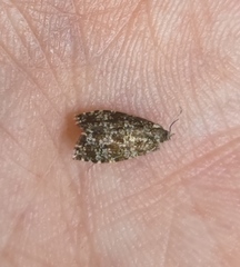 Pseudohermenias abietana