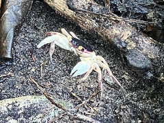Geograpsus